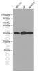 CHOP antibody, 66741-1-Ig, Proteintech Group, Western Blot image 