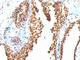dsDNA antibody, V3099IHC-7ML, NSJ Bioreagents, Immunohistochemistry frozen image 