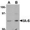 INSM Transcriptional Repressor 2 antibody, TA306850, Origene, Western Blot image 