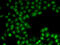 EMSY Transcriptional Repressor, BRCA2 Interacting antibody, 22-024, ProSci, Immunofluorescence image 