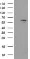 Exonuclease 3'-5' Domain Containing 1 antibody, NBP2-03355, Novus Biologicals, Western Blot image 