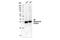 Ribosomal Protein S6 antibody, 14798S, Cell Signaling Technology, Western Blot image 