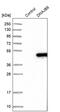 DnaJ Heat Shock Protein Family (Hsp40) Member B6 antibody, PA5-55031, Invitrogen Antibodies, Western Blot image 
