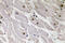 Paired Box 1 antibody, GTX17389, GeneTex, Immunohistochemistry paraffin image 
