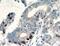 p53 antibody, FNab06083, FineTest, Immunohistochemistry frozen image 
