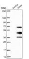 Caveolae Associated Protein 1 antibody, NBP2-13828, Novus Biologicals, Western Blot image 