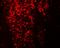 Transcription Factor CP2 Like 1 antibody, A08278, Boster Biological Technology, Immunofluorescence image 