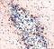 Baculoviral IAP repeat-containing protein 1 antibody, MAB829, R&D Systems, Immunohistochemistry frozen image 