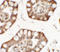 Zinc Finger Protein X-Linked antibody, A05947, Boster Biological Technology, Immunohistochemistry frozen image 