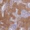 Galactokinase 2 antibody, HPA048267, Atlas Antibodies, Immunohistochemistry frozen image 
