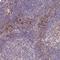 MAGE Family Member F1 antibody, HPA046899, Atlas Antibodies, Immunohistochemistry paraffin image 