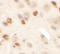 Cardiomyopathy Associated 5 antibody, A08262, Boster Biological Technology, Immunohistochemistry frozen image 