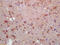 Myelin gene regulatory factor antibody, GTX51055, GeneTex, Immunohistochemistry paraffin image 