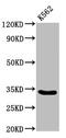 Peroxisomal Biogenesis Factor 26 antibody, CSB-PA767196LA01HU, Cusabio, Western Blot image 