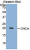 Calmodulin antibody, LS-C293113, Lifespan Biosciences, Western Blot image 