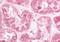 Estrogen Related Receptor Gamma antibody, NB100-59007, Novus Biologicals, Immunohistochemistry frozen image 