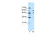 Transcription Factor CP2 Like 1 antibody, 27-644, ProSci, Western Blot image 