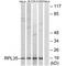 Ribosomal Protein L35 antibody, A10561, Boster Biological Technology, Western Blot image 