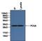 PCNA antibody, MA5-11355, Invitrogen Antibodies, Immunoprecipitation image 