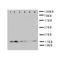 Glutaredoxin 2 antibody, LS-C313022, Lifespan Biosciences, Western Blot image 