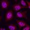 Janus Kinase 1 antibody, MAB4260, R&D Systems, Immunofluorescence image 