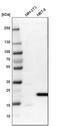 Peroxiredoxin Like 2A antibody, PA5-52640, Invitrogen Antibodies, Western Blot image 
