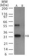 Influenza A H6N1 Hemagglutinin antibody, PA1-41237, Invitrogen Antibodies, Western Blot image 
