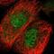 C2 Calcium Dependent Domain Containing 2 antibody, NBP1-88278, Novus Biologicals, Immunofluorescence image 