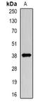 DDB1- and CUL4-associated factor 7 antibody, orb341181, Biorbyt, Western Blot image 