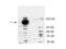 Castor Zinc Finger 1 antibody, GTX85729, GeneTex, Western Blot image 