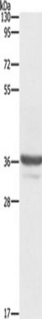 PAP-III antibody, TA349235, Origene, Western Blot image 