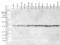 p38 antibody, LS-C150443, Lifespan Biosciences, Western Blot image 