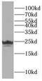 DNA repair protein RAD51 homolog 4 antibody, FNab07081, FineTest, Western Blot image 