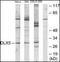Distal-Less Homeobox 5 antibody, orb95618, Biorbyt, Western Blot image 