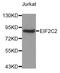 Argonaute RISC Catalytic Component 2 antibody, LS-C334953, Lifespan Biosciences, Western Blot image 