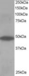 RP1 Axonemal Microtubule Associated antibody, orb18644, Biorbyt, Western Blot image 