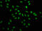 Heterogeneous Nuclear Ribonucleoprotein A1 antibody, CSB-PA010600HA01HU, Cusabio, Immunofluorescence image 