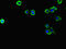 Fibronectin Leucine Rich Transmembrane Protein 3 antibody, LS-C677957, Lifespan Biosciences, Immunofluorescence image 