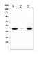 Histamine Receptor H3 antibody, PA1204, Boster Biological Technology, Western Blot image 