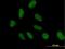 Nucleosome Assembly Protein 1 Like 3 antibody, H00004675-B01P, Novus Biologicals, Immunofluorescence image 