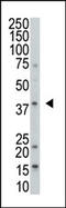 Dual specificity protein phosphatase 1 antibody, AP15306PU-N, Origene, Western Blot image 