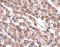 Metastasis-associated in colon cancer protein 1 antibody, 5197, ProSci, Immunohistochemistry paraffin image 
