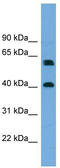 hRap1 antibody, TA344831, Origene, Western Blot image 