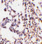 BH3-interacting domain death agonist antibody, 3353, ProSci Inc, Western Blot image 