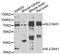 Solute Carrier Family 34 Member 1 antibody, PA5-77010, Invitrogen Antibodies, Western Blot image 