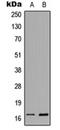 Histone H3 antibody, orb256597, Biorbyt, Western Blot image 