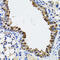 Esterase D antibody, 22-066, ProSci, Immunohistochemistry paraffin image 