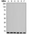 Cytochrome C Oxidase Subunit 4I1 antibody, orb323124, Biorbyt, Western Blot image 