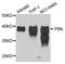 Lymphokine-activated killer T-cell-originated protein kinase antibody, A4852, ABclonal Technology, Western Blot image 
