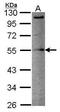 CD213a1 antibody, PA5-30071, Invitrogen Antibodies, Western Blot image 